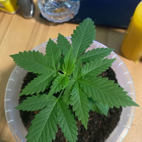 Lemon haze growlog timeline photo