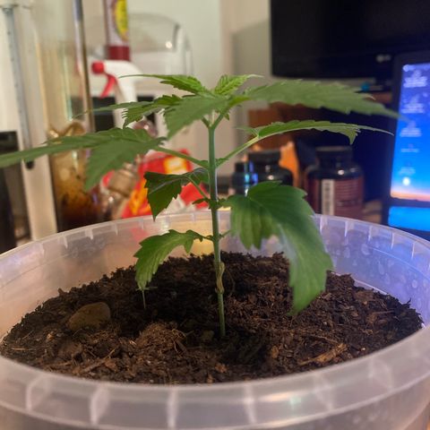 Lemon haze growlog timeline photo