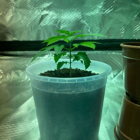 Lemon haze growlog timeline photo