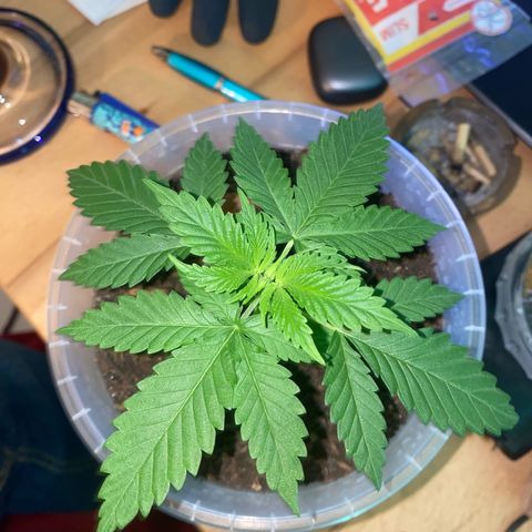 Lemon haze growlog timeline photo