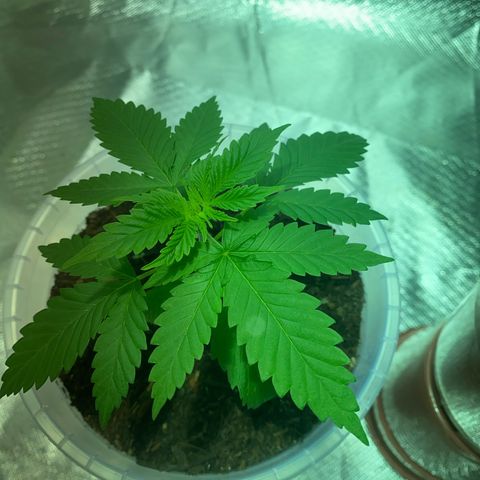 Lemon haze growlog timeline photo
