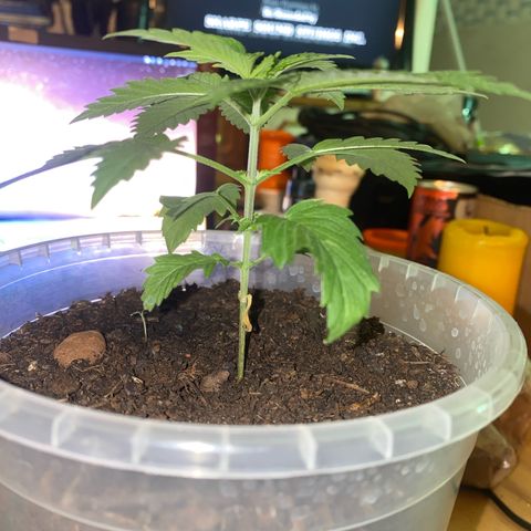 Lemon haze growlog timeline photo
