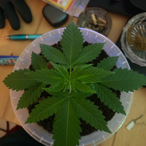 Lemon haze growlog timeline photo