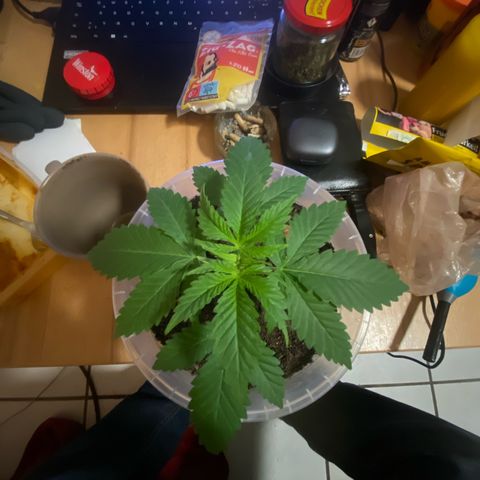 Lemon haze growlog timeline photo
