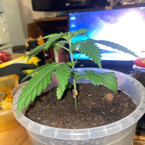 Lemon haze growlog timeline photo