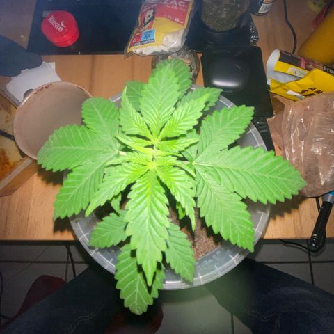 Lemon haze growlog timeline photo