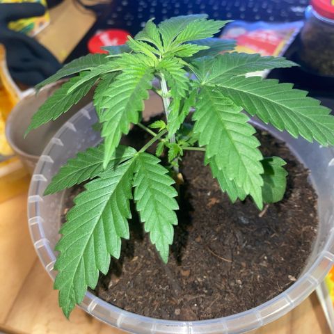 Lemon haze growlog timeline photo