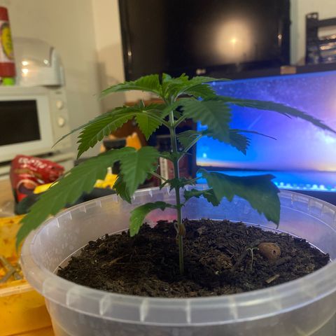 Lemon haze growlog timeline photo