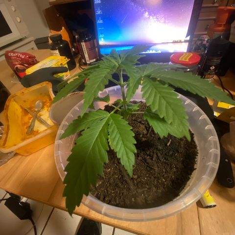 Lemon haze growlog timeline photo