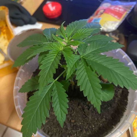 Lemon haze growlog timeline photo