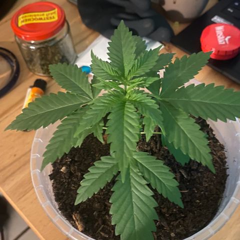 Lemon haze growlog timeline photo