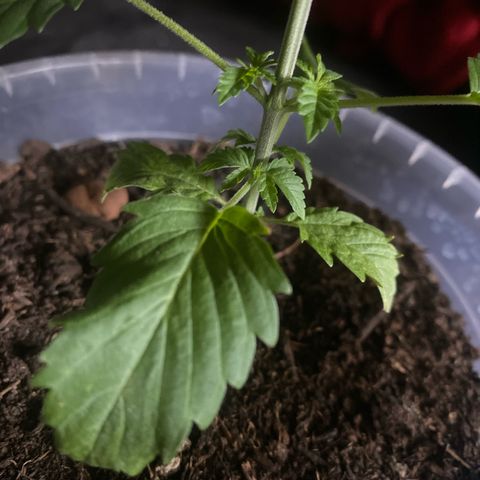 Lemon haze growlog timeline photo