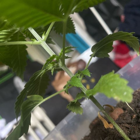Lemon haze growlog timeline photo