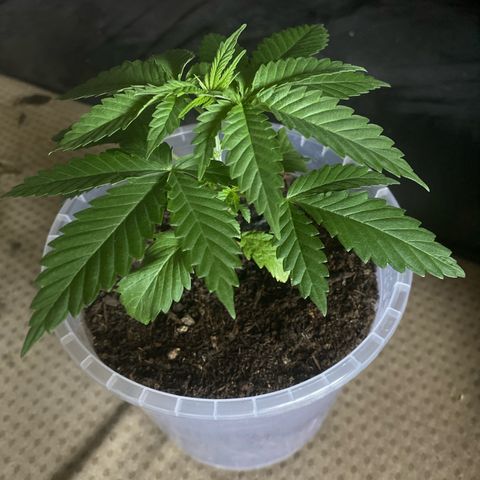 Lemon haze growlog timeline photo