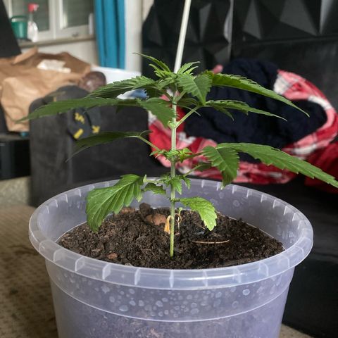 Lemon haze growlog timeline photo