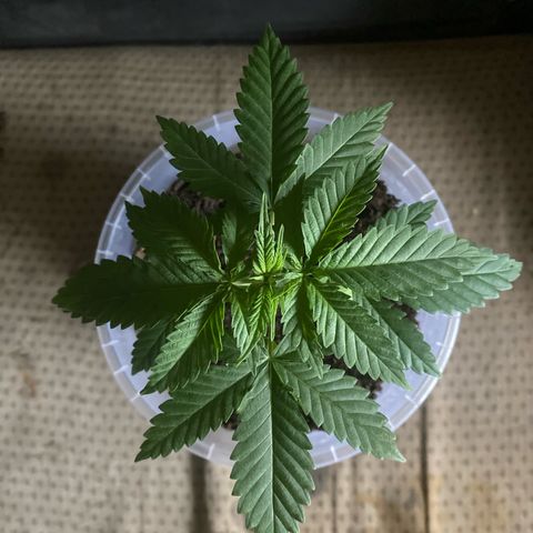 Lemon haze growlog timeline photo