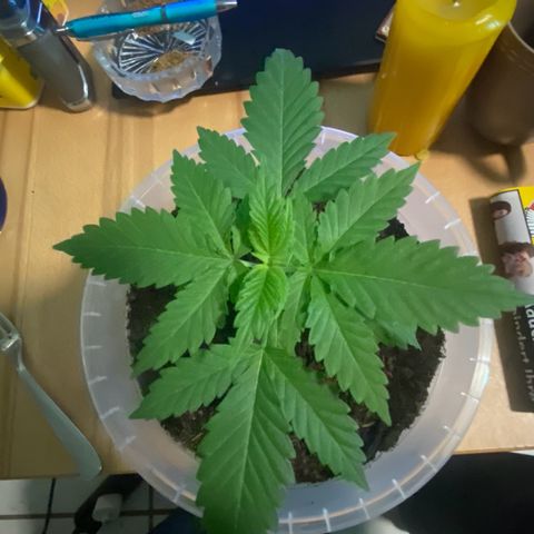 Lemon haze growlog timeline photo