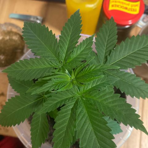 Lemon haze growlog timeline photo