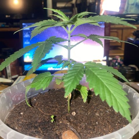 Lemon haze growlog timeline photo