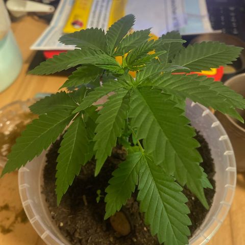 Lemon haze growlog timeline photo