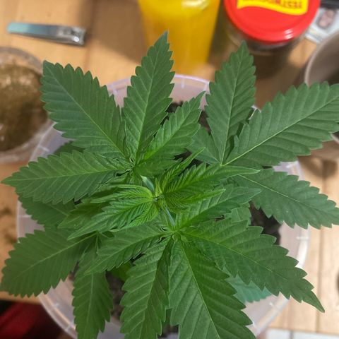 Lemon haze growlog timeline photo