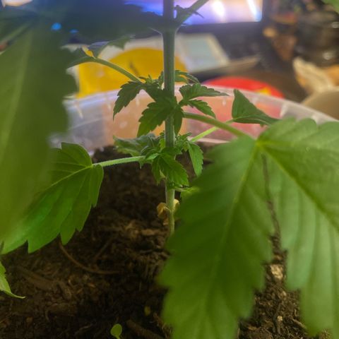 Lemon haze growlog timeline photo