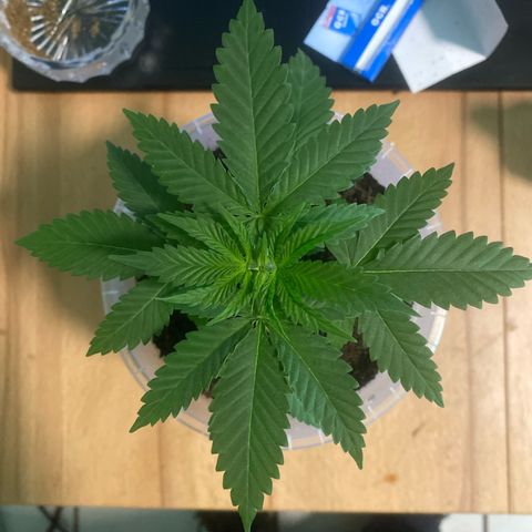Lemon haze growlog timeline photo