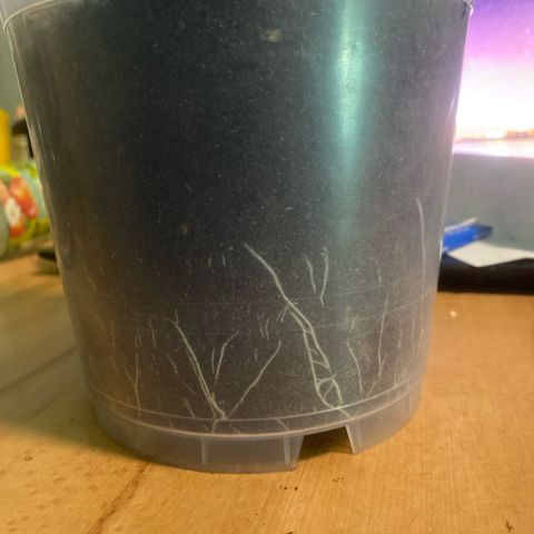 Lemon haze growlog timeline photo