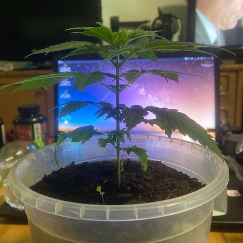 Lemon haze growlog timeline photo