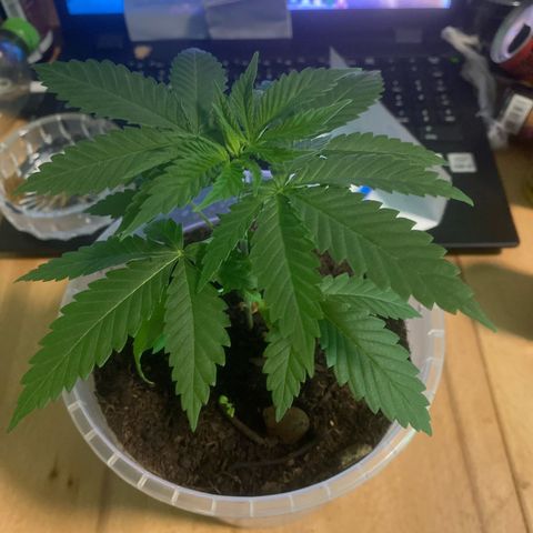 Lemon haze growlog timeline photo