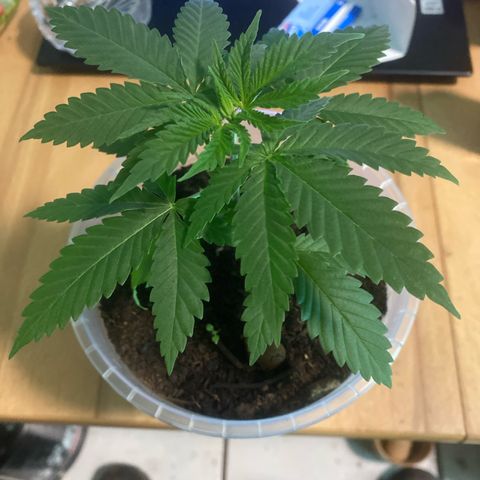 Lemon haze growlog timeline photo