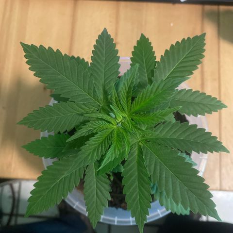 Lemon haze growlog timeline photo