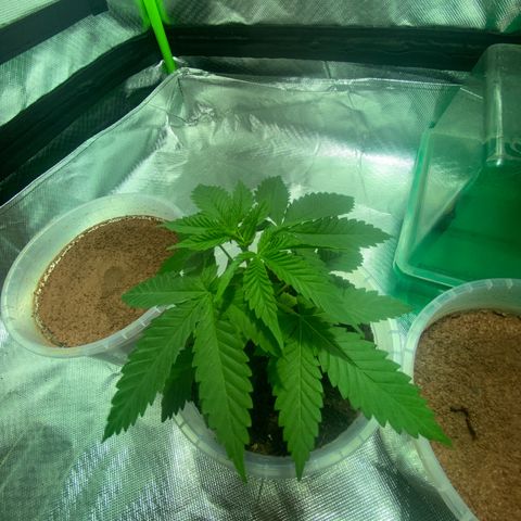 Lemon haze growlog timeline photo