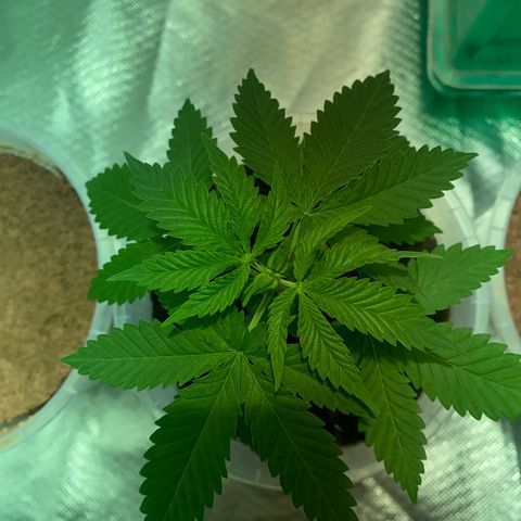 Lemon haze growlog timeline photo