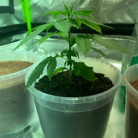 Lemon haze growlog timeline photo