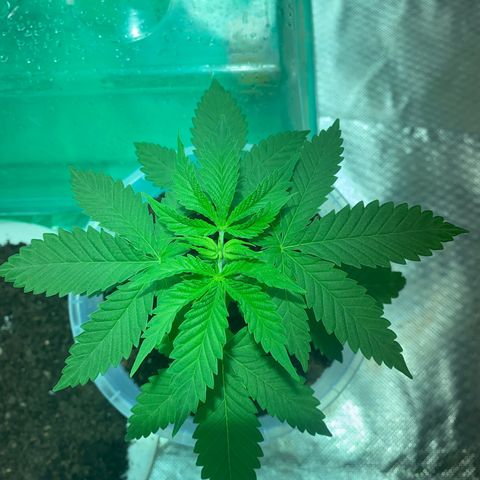 Lemon haze growlog timeline photo