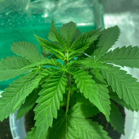 Lemon haze growlog timeline photo