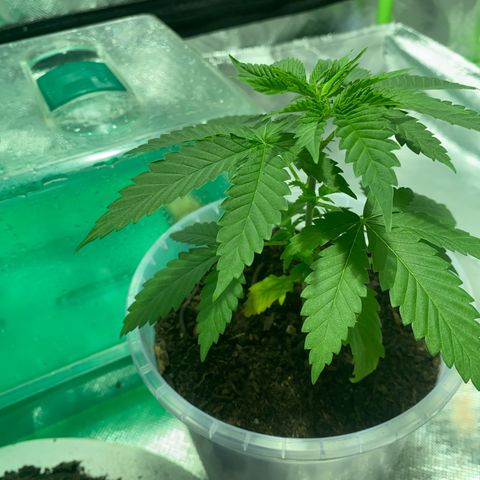 Lemon haze growlog timeline photo