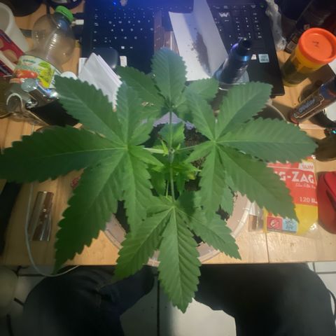 Lemon haze growlog timeline photo