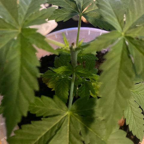 Lemon haze growlog timeline photo