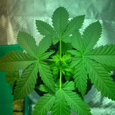 Lemon haze growlog timeline photo