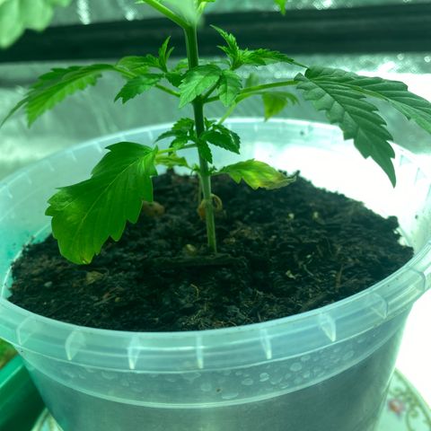 Lemon haze growlog timeline photo