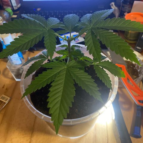 Lemon haze growlog photo: Sie sicht super aus obwohl ich gestern das Köpfchen abgeschnitten habe. Super