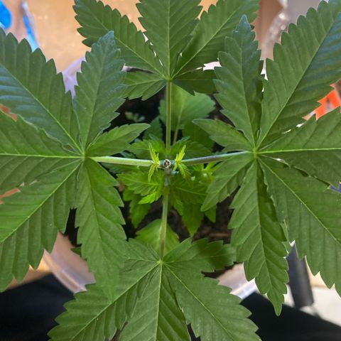 Lemon haze growlog photo: Sie sicht super aus obwohl ich gestern das Köpfchen abgeschnitten habe. Super