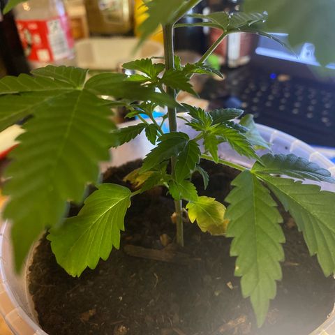 Lemon haze growlog photo: Sie sicht super aus obwohl ich gestern das Köpfchen abgeschnitten habe. Super