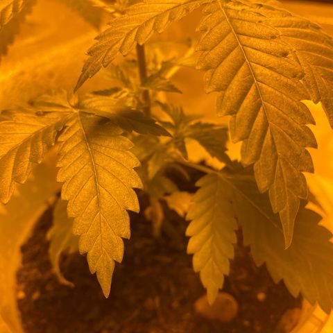 Lemon haze growlog timeline photo