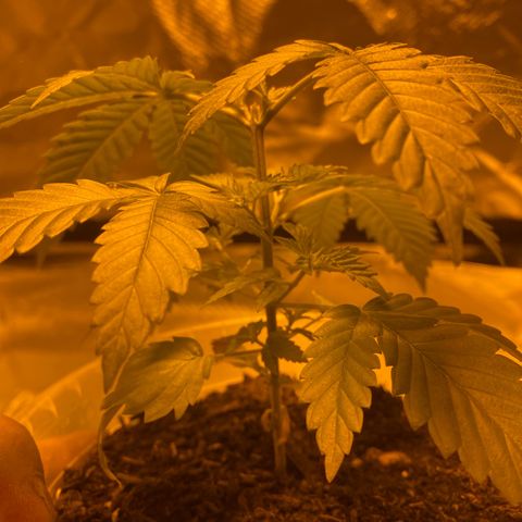 Lemon haze growlog timeline photo