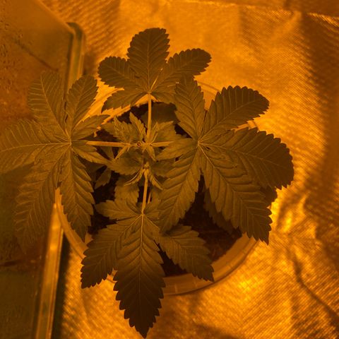 Lemon haze growlog timeline photo