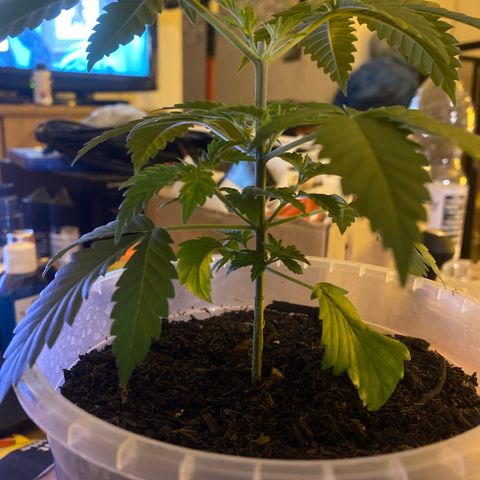 Lemon haze growlog timeline photo
