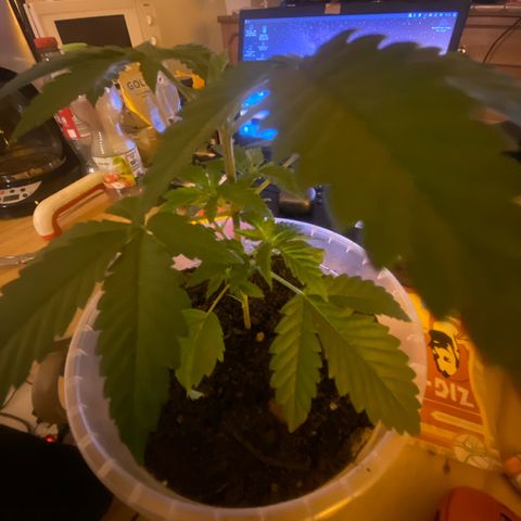 Lemon haze growlog timeline photo